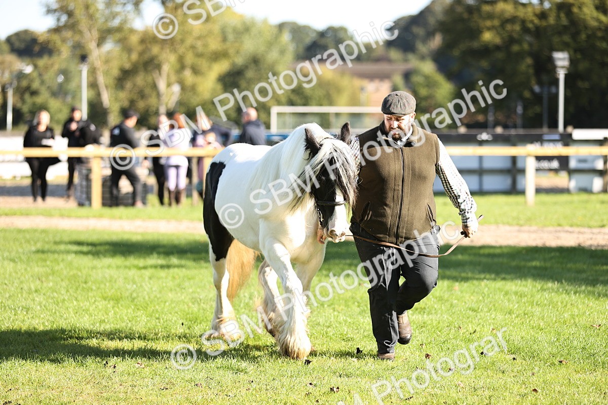 SBM_15912 - S1 - TSR in Hand Horse & Pony Showing