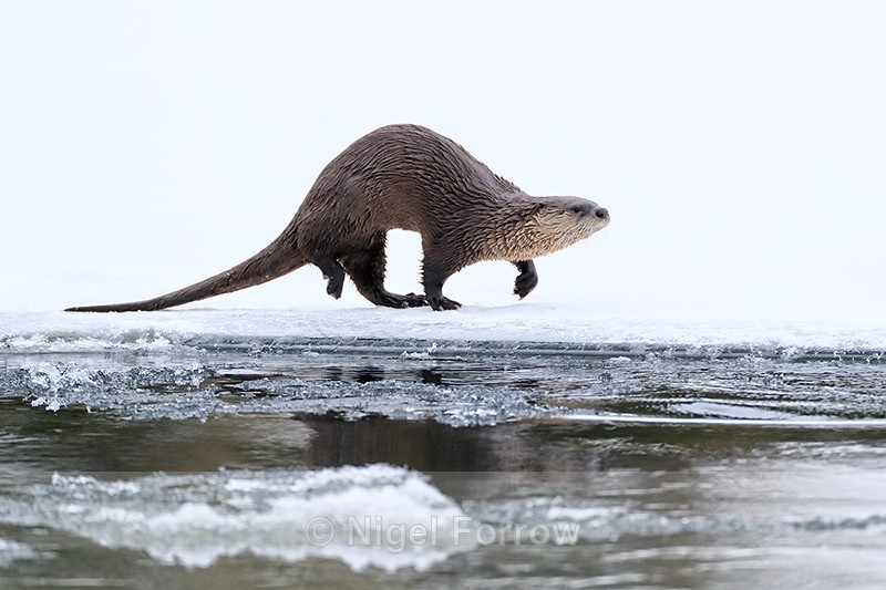 River Otter running, low angle - Otter
