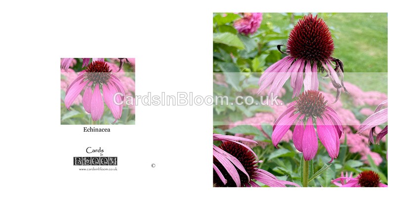 023 Echinacea - FLORAL GREETING CARDS