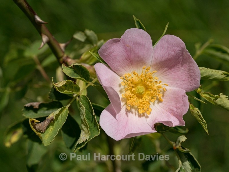 Dog Rose (Rosa canina)  - Wild Flowers - 1