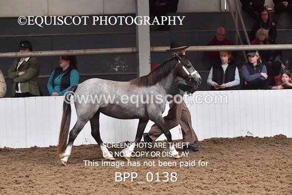 BPP_0138 - RING 1