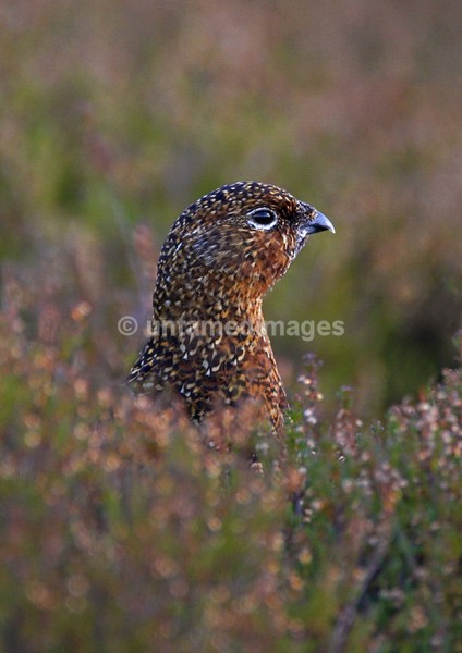 Red grouse 1 - United Kingdom