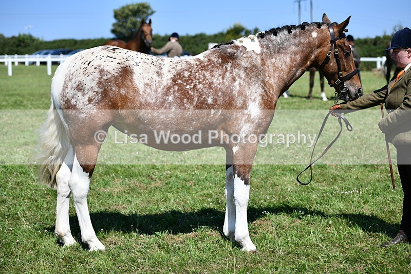 DSC_6777 - Class 57: Hunter/Riding Horse/Hack 1, 2 & 3 yr olds