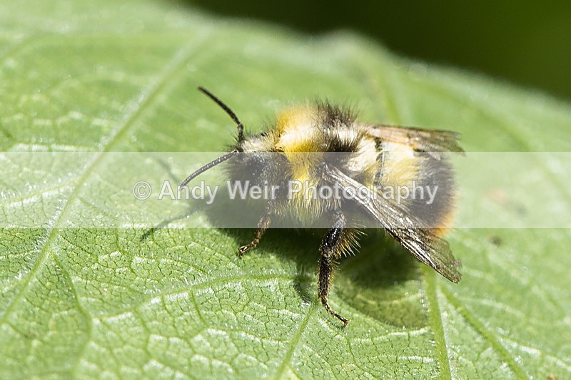 20130818-3K8A5493 - Insects