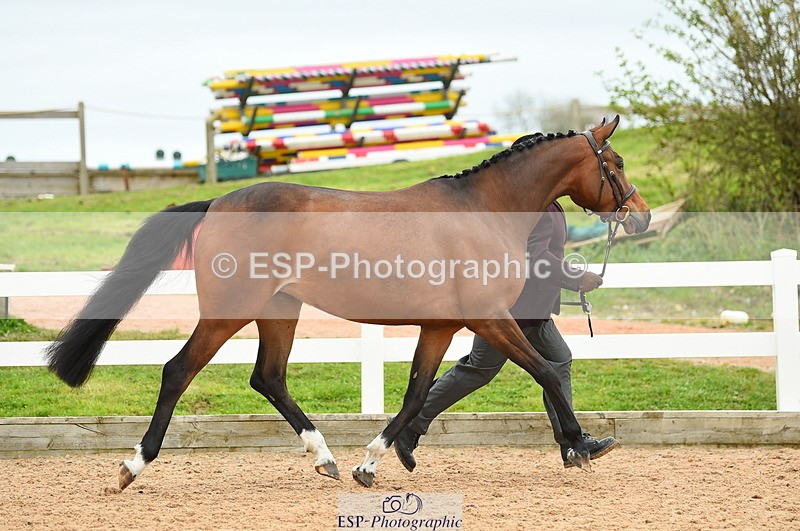 230416A-140230-04727 - Cls 46+43 In Hand Warmbloods and Foreign