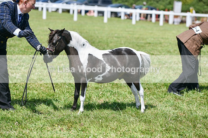 DSC_7281 - Miniature Horse Championship