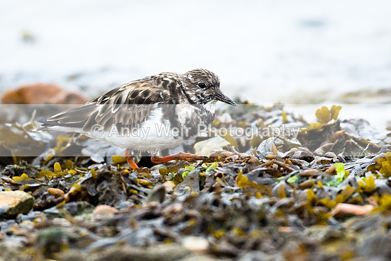 20130930-3K8A6357 - Turnstone