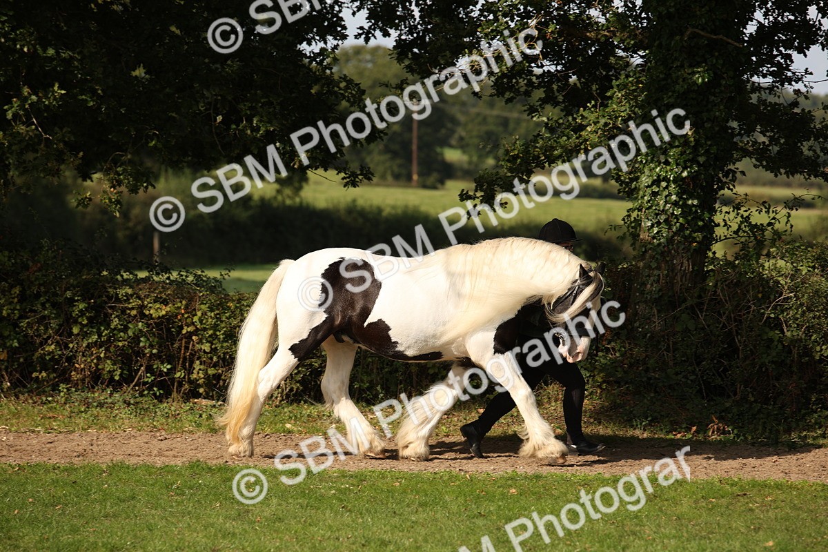SBM_61178 - S54 - Show Cob In Hand