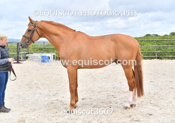 equiscot3607 - STALLION SELECTION