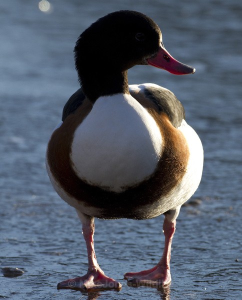 SHELDUCK WNTER 2010 - SHELDUCKS