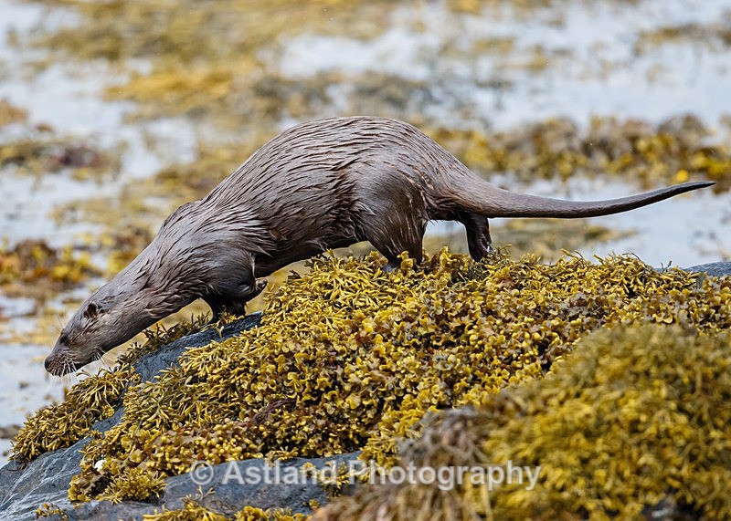 Astland Photography, Bird and Wildlife Images, Susan and Peter Wilson, U.K.