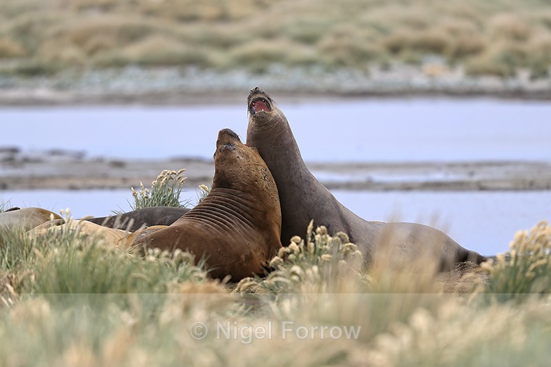 Young male Elephant Seals sparring, Sea Lion Island, Falklands - Seal