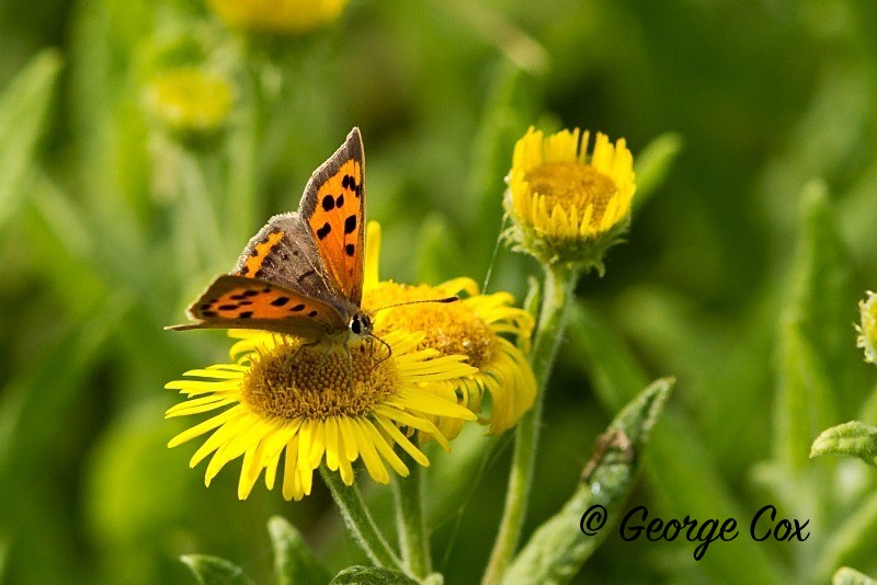 Small Copper - British Butterflies