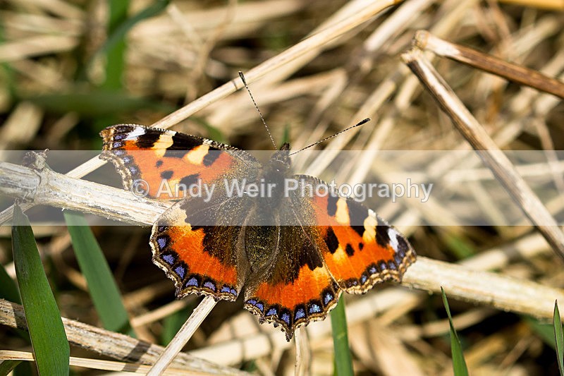 20140315-_MG_5766 - Butterflies & Moths