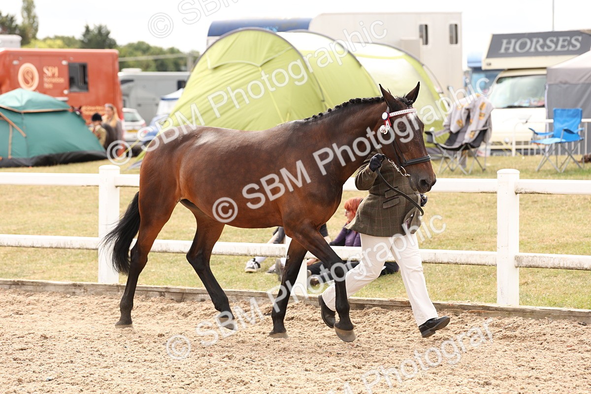 SBM_14674 - Class 208 - IH Veteran Horse