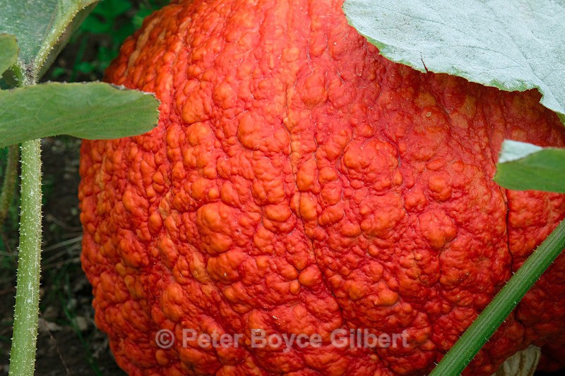 Pumpkin - Flora & Fauna