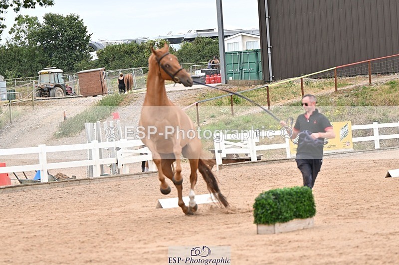 250716-160621-02410 - Trot Up 3.30 to 4.30