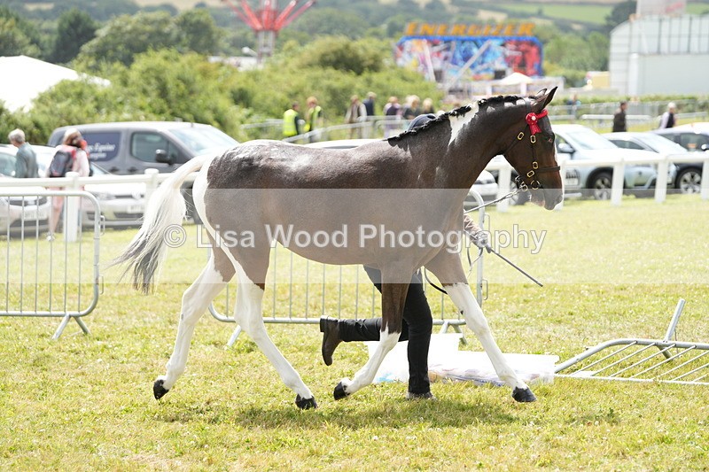 DSC06093 - Class 54: Hunter/Riding Horse/Hack 1 & 2 yr olds