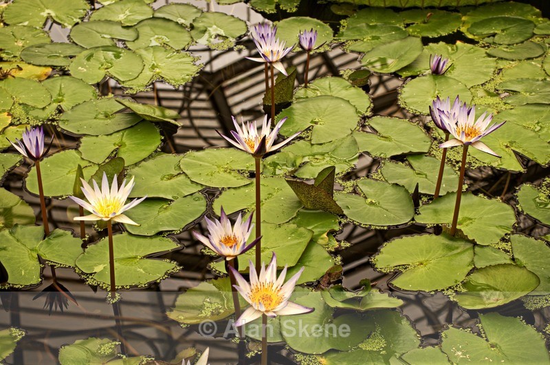 DSC04715 - Flora