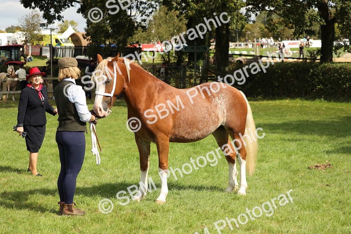 SBM_65465 - S47 - Mountain & Moorland In Hand Large Breeds