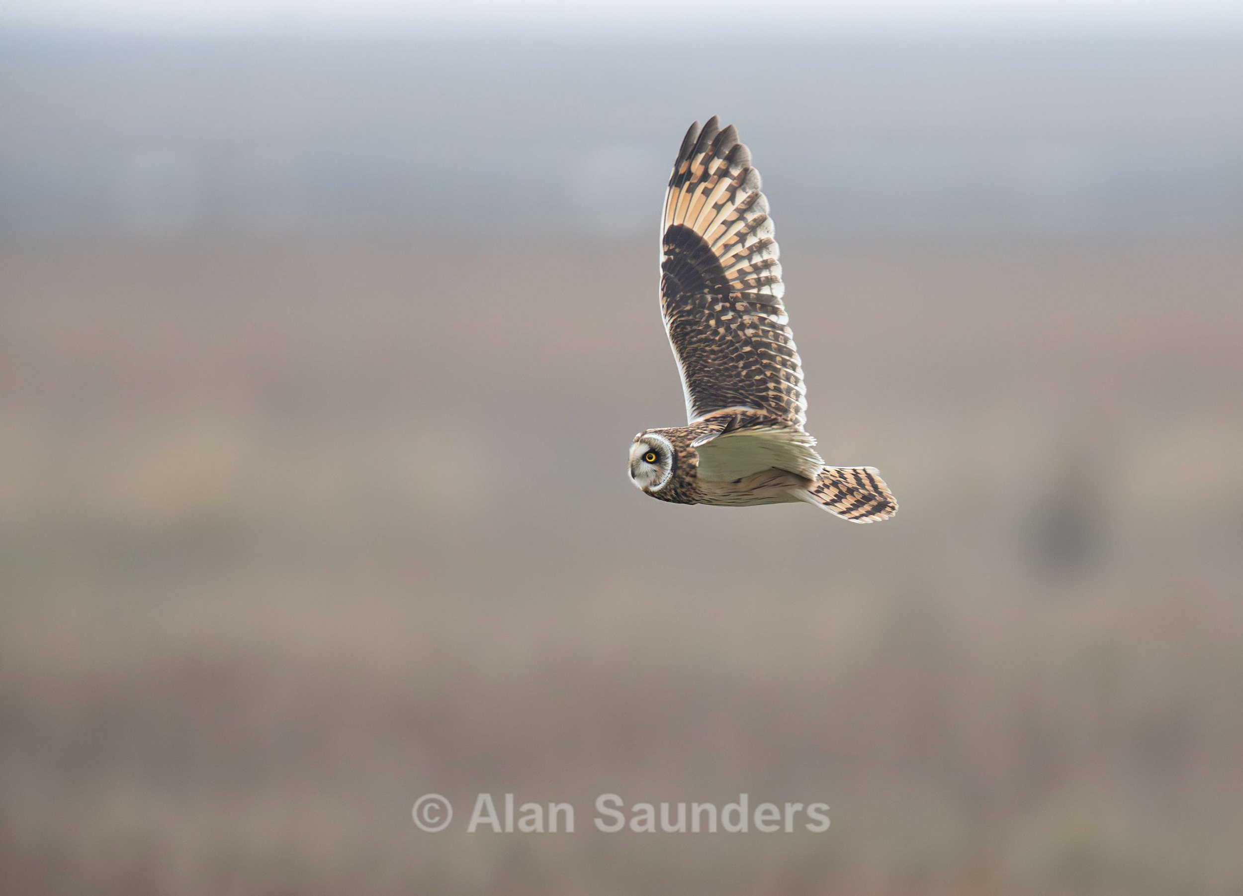 Short Eared Owl