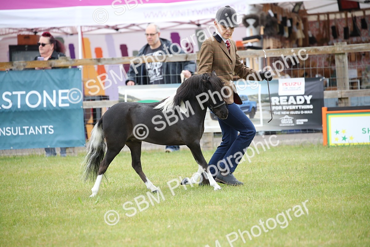 SBM_03699 - Class 23-25 - British Miniature Horse of the Year