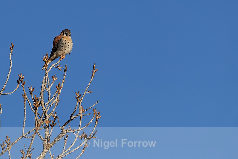 American Kestrel (male), New Mexico, USA - American Kestrel