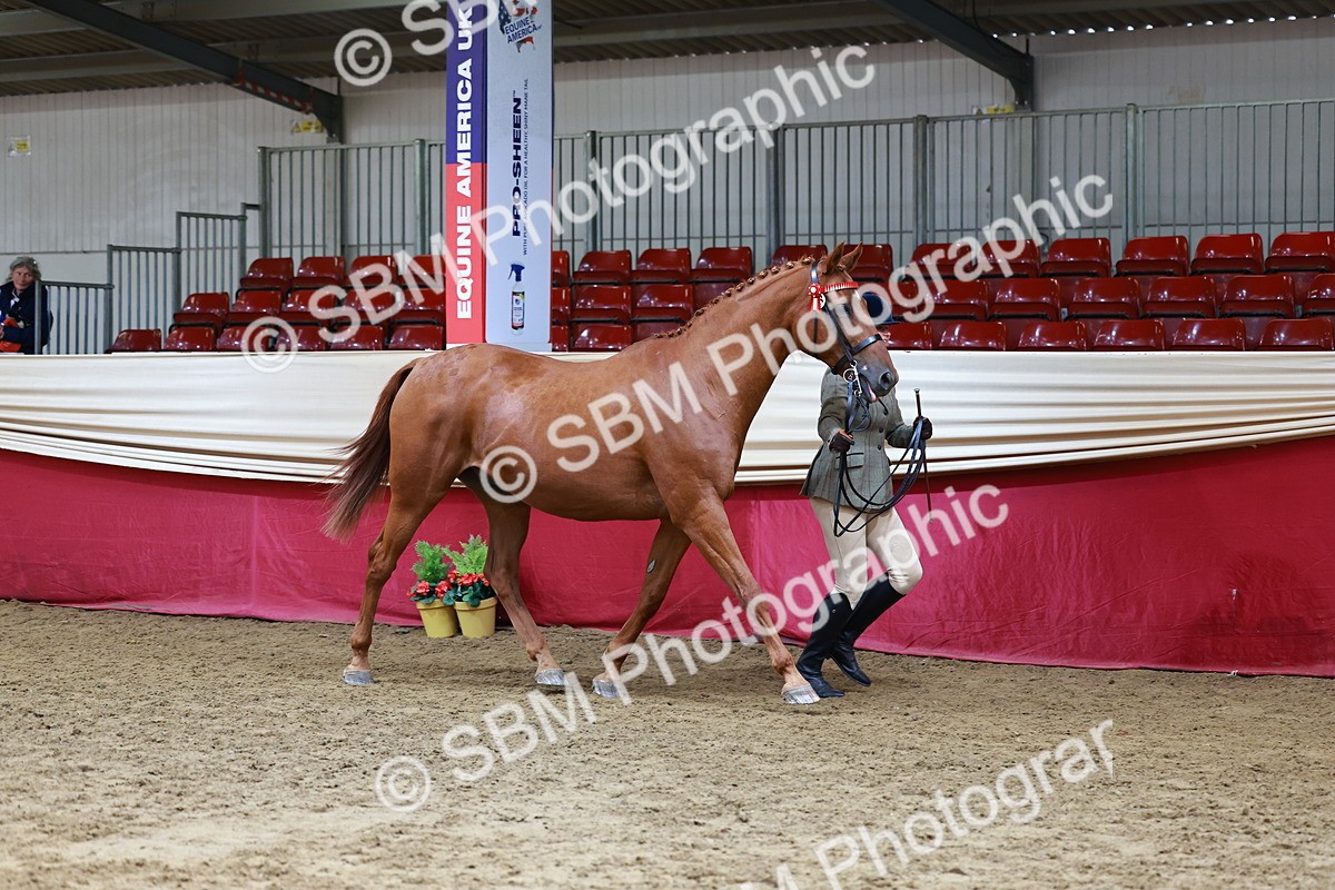 SBM_23165 - Class 903 - Supreme Final - IH Pre Vet