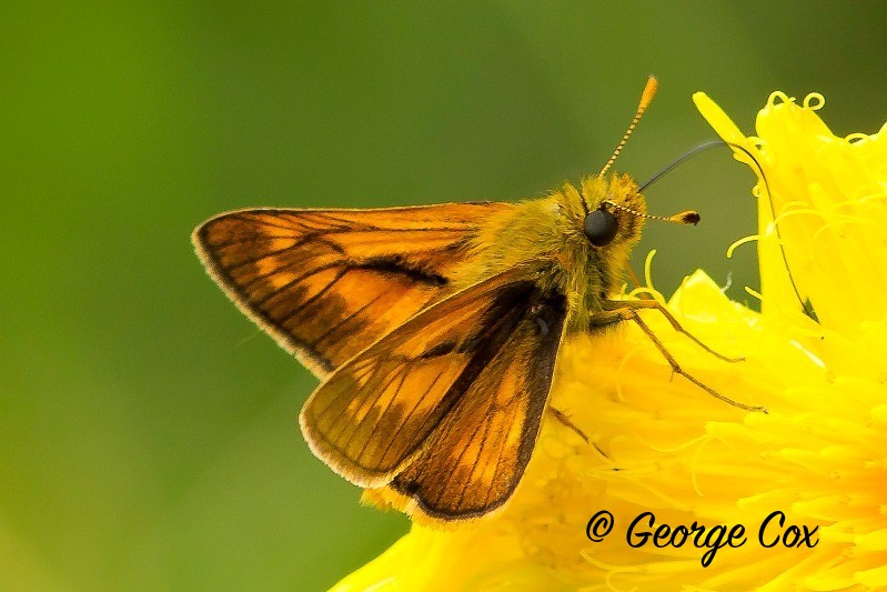 Large Skipper
