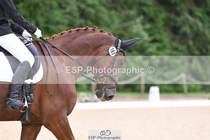 240809-121718-00731 - 185-Daisy.Hedges-Felicia.v