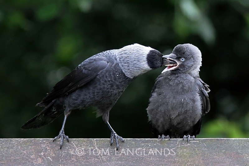 Jackdaw - All Other Birds