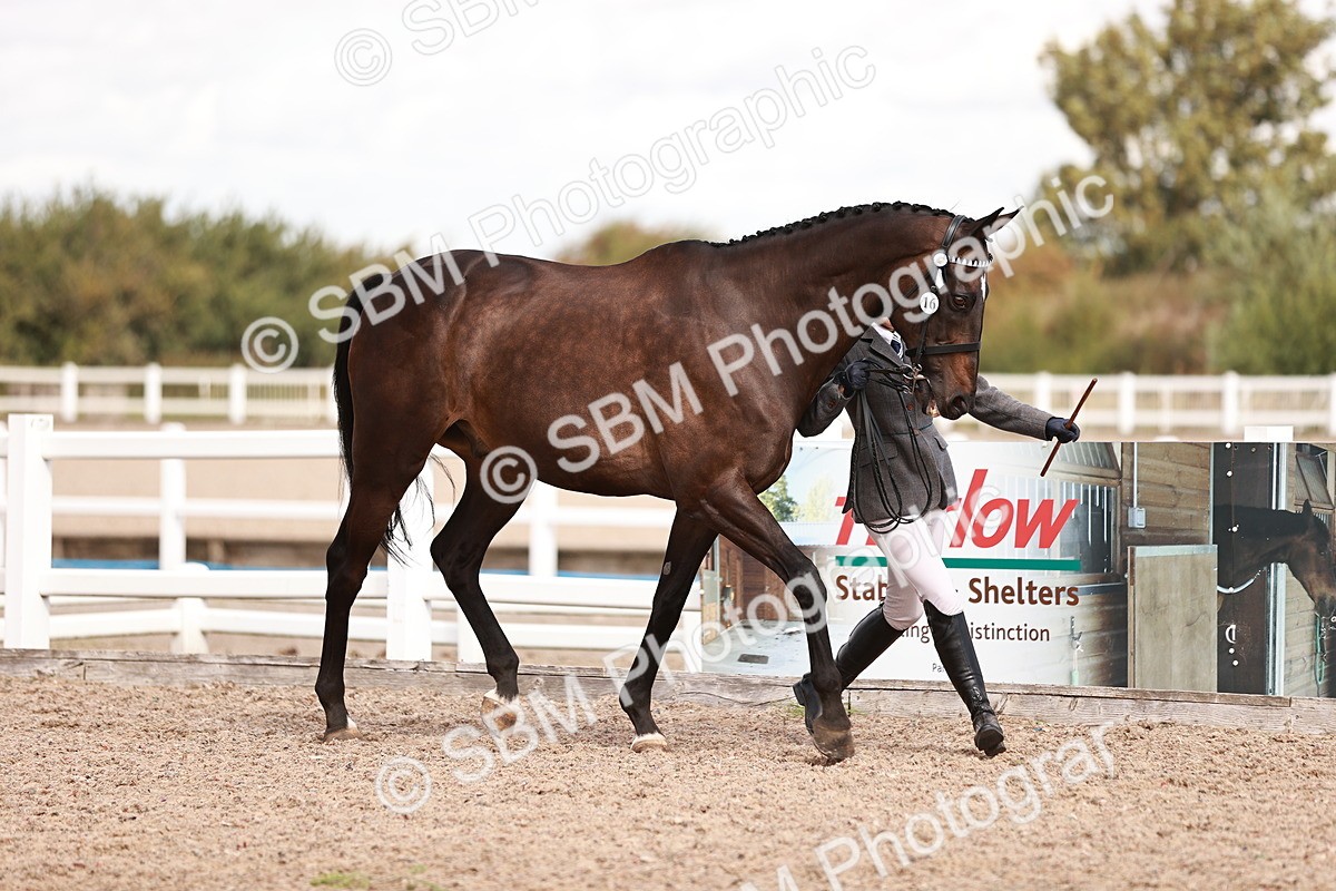 SBM_14172 - Class 407 - IH Hack Riding Horse