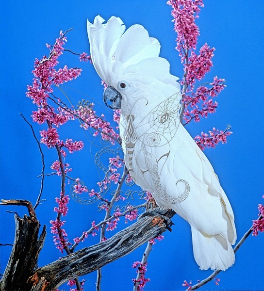 GKD-f-005607 copy - ANIMALS