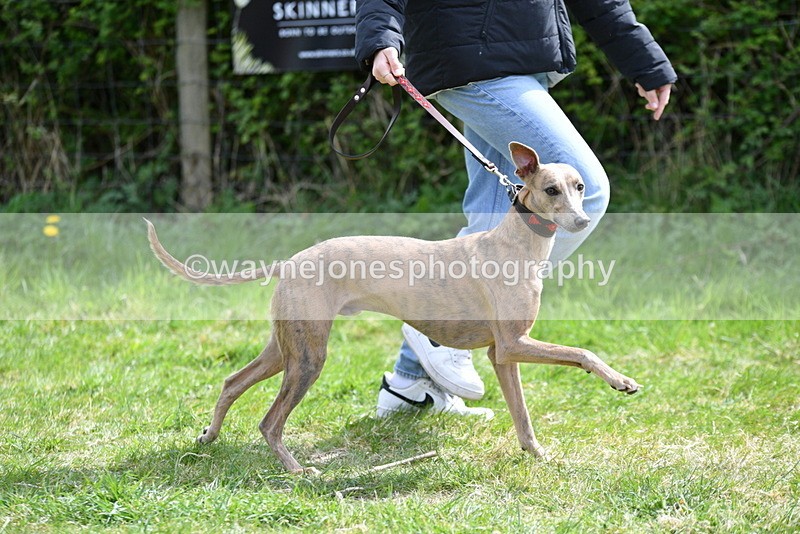 WJ5_9683 - Class 3 Most Handsome Dog