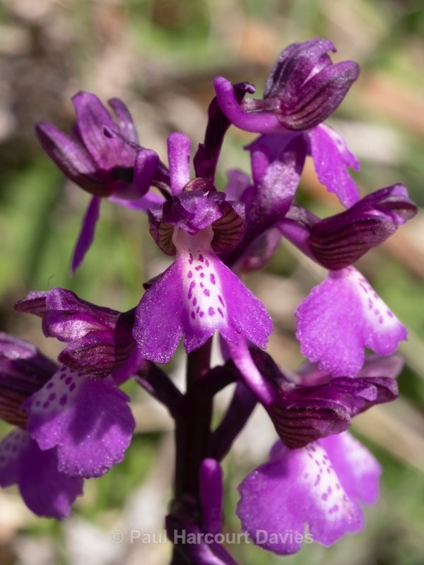 Green Winged orchid  (Anacamptis morio) syn Orchis morio) - Gargano - Wild Orchids