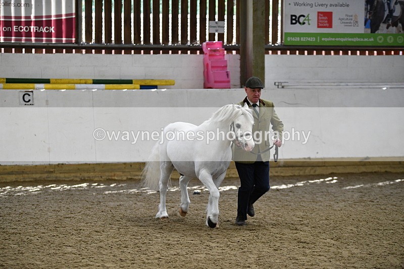 WJ5_5339 - Class 4 In hand M&M - small breeds