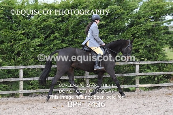 BPP_7486 - RING 1  (RIDDEN HORSES / IN HAND / VETERAN ETC)