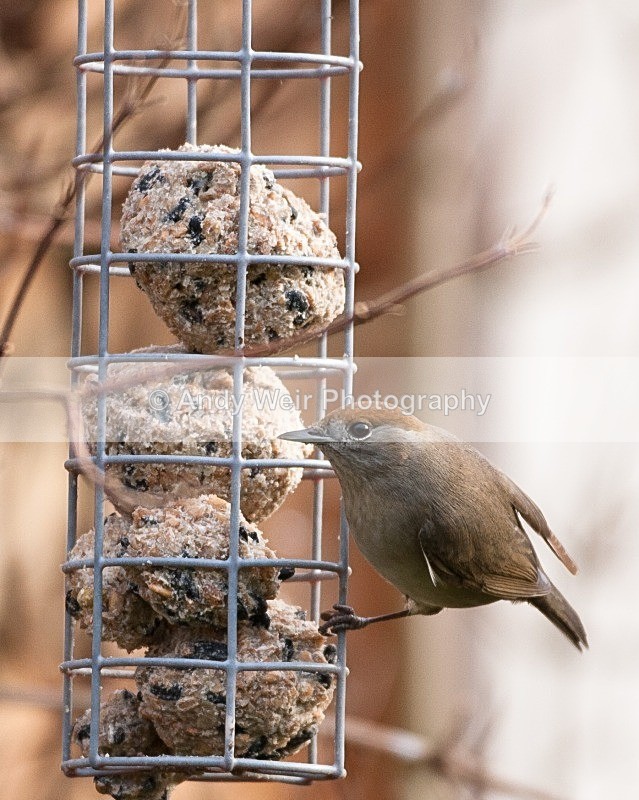 20090103-129 - Warblers