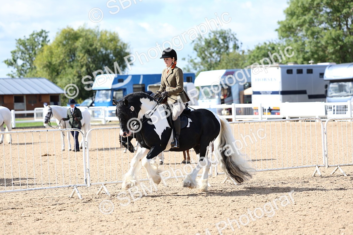 SBM_11389 - Class 307 - Ridden Coloured Pony