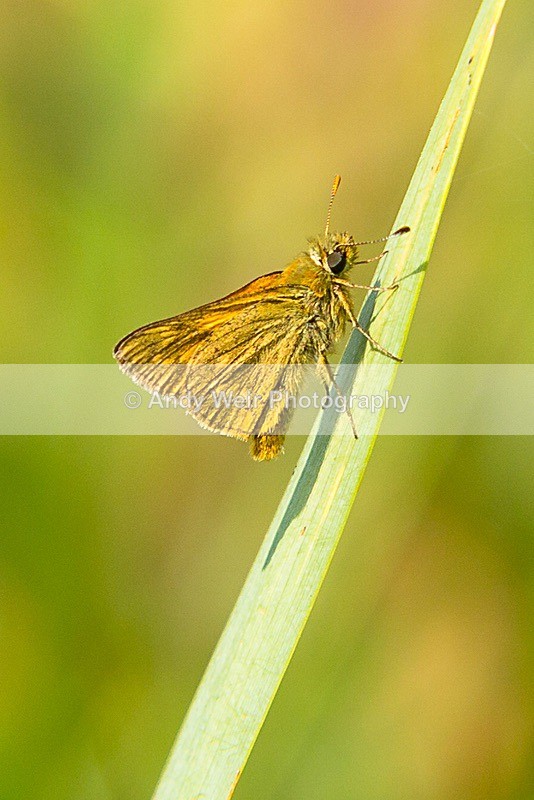 170619-untitled0061 - Butterflies & Moths