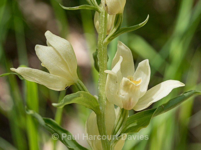White helleborine (Cephalanthera damasonium)  - Wild Flowers - 1