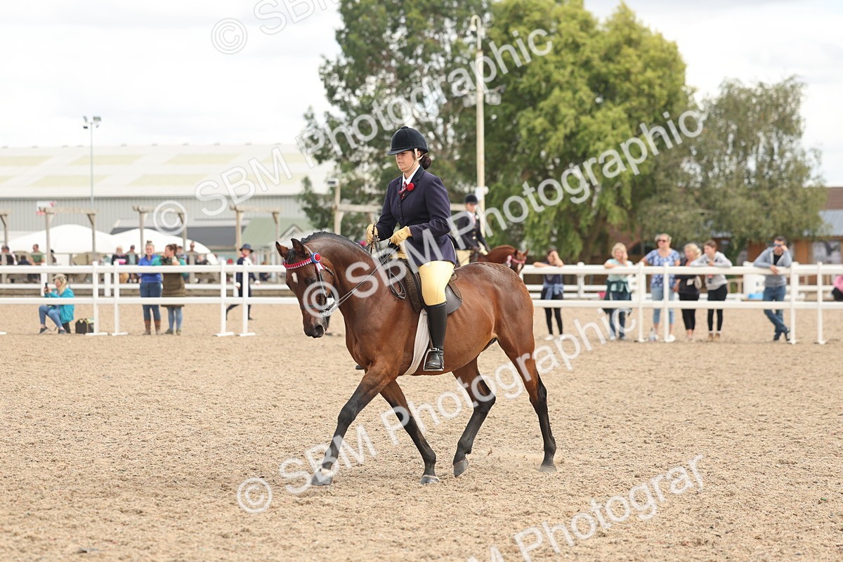 SBM_15994 - Class 311 - Ridden Show pony-Show hunter Pony