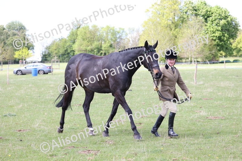 20250427-4101 - Class 34 - Best Riding Horse Over 14.2hh