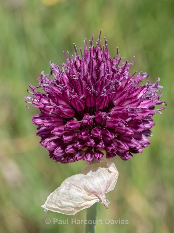Round-head leek (Allium sphaerocephalon) - Gargano - Wild Flowers