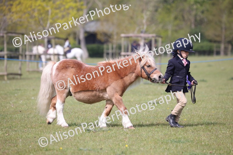 20260426-3125 - Class 26 - Shetland Ponies and Minitures