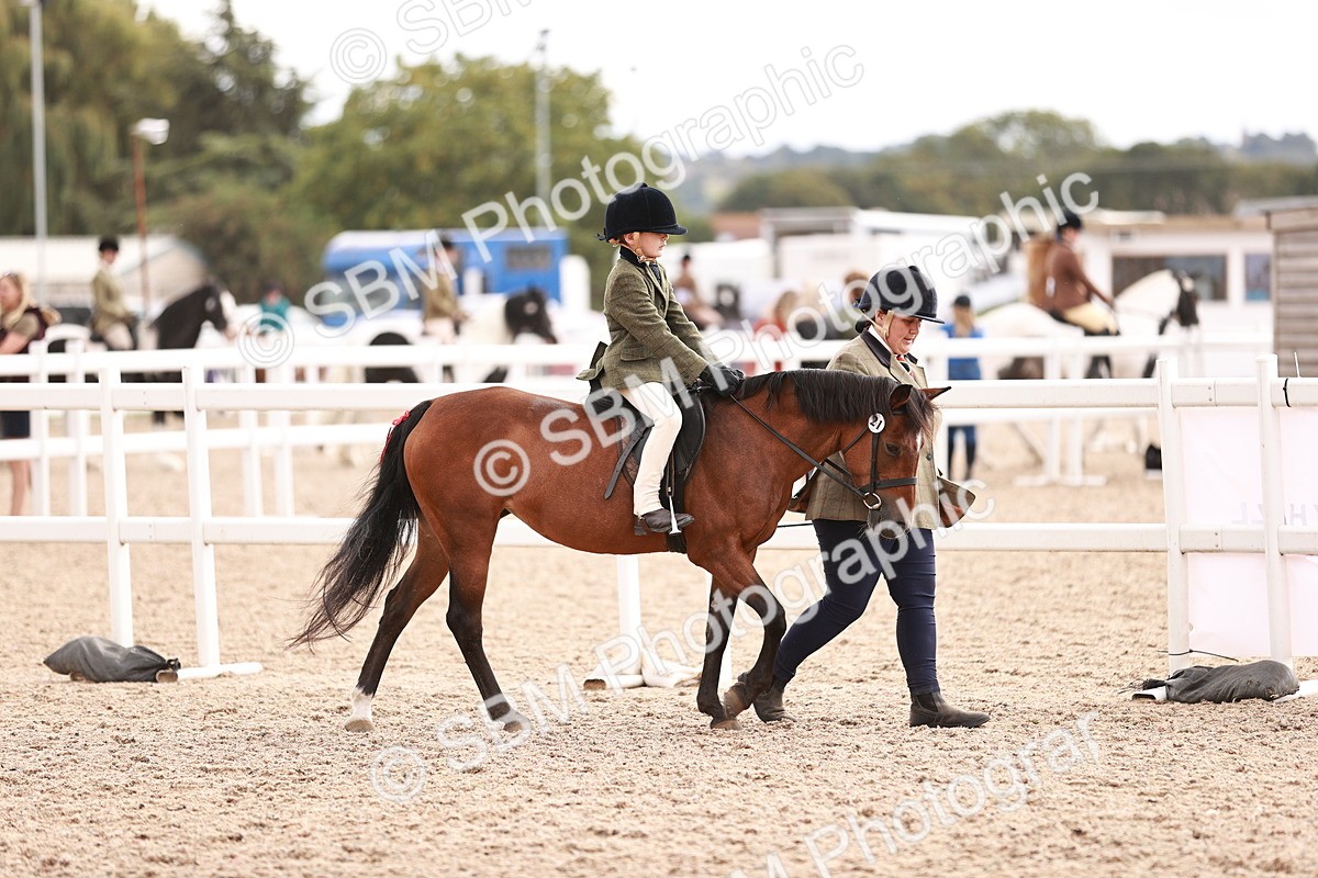 SBM_18251 - Class 416 - Prettiest Mare (IH or Ridden)Jnr