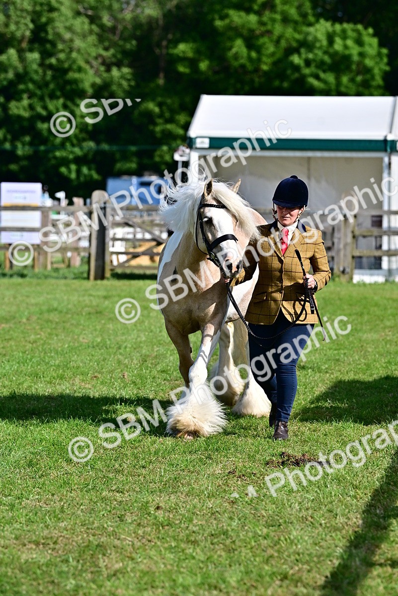 SBM_10074 - Class 63-65 - Traditional Gypsy Cobs In Hand & Ridden