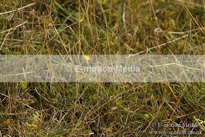 _BS_0546 - BVRC Show 2018 Ring 3