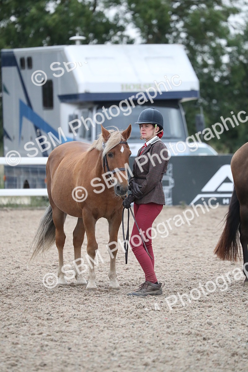 SBM_18393 - Class 318 IH Part bred Horse/Pony