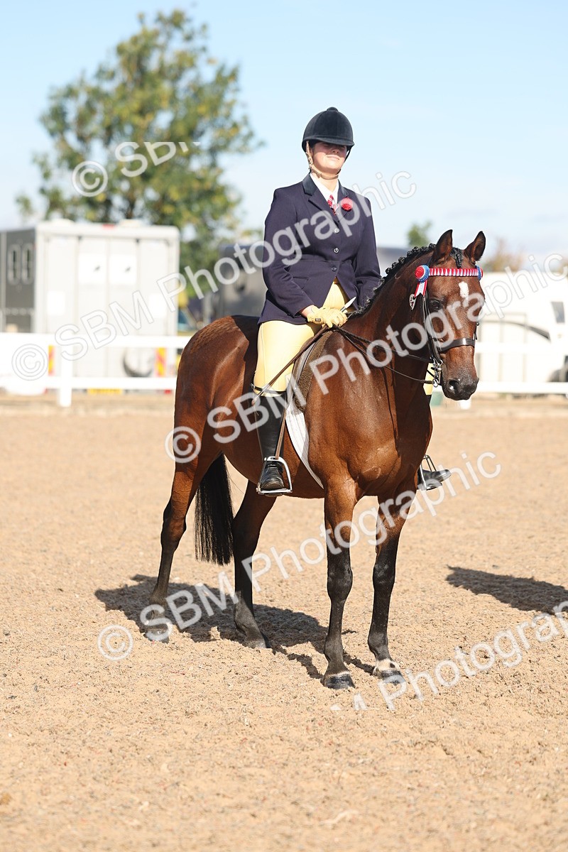 SBM_12366 - Class 304 - Ridden part Bred Horse Pony
